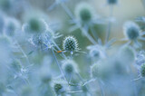 Fototapeta Dmuchawce - Soft blue/green image of a Blue Thistle plant and a small orange moth