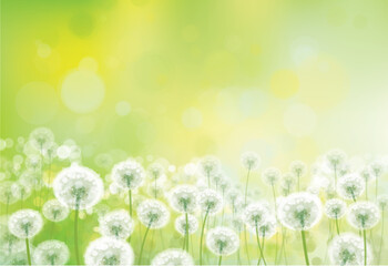 Wall Mural - vector spring bokeh background with white dandelions. white dandelions meadow.