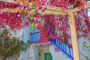 Wall Mural - Greece Mykonos, bougainvillea pergola