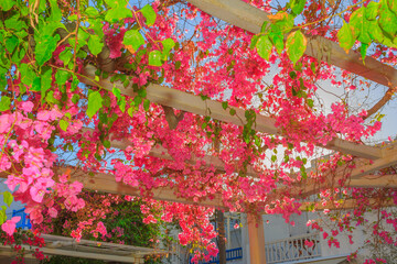 Wall Mural - Greece Mykonos, bougainvillea rooftop