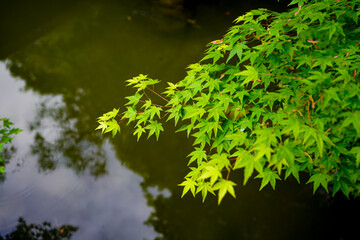 Canvas Print - Shorenin Temple in Kyoto.