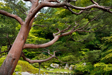 Canvas Print - Shorenin Temple in Kyoto.