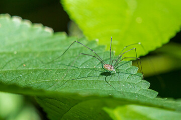 Wall Mural - Eastern Harvestman A1R_7675