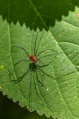 Wall Mural - Eastern Harvestman A1R_7694