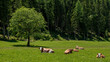 Ländliche Idylle - rotbraunes Fleckvieh (Rinder) liegt auf einer Sommerweide vor dem Waldrand in der Sonne und döst