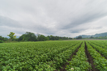 Wall Mural - Potato plantation with cloud and blue sky