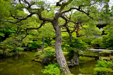 Canvas Print - Ginkakuji Temple in Kyoto.