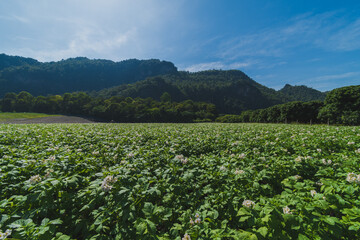 Wall Mural - Potato plantation with cloud and blue sky