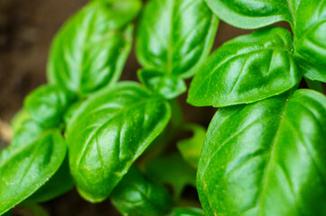 Beautiful green flower spice basil leaf close up