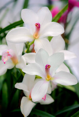 Wall Mural - pink and white orchid flowers in garden