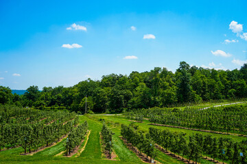 Fruit farm with trees and blue sky