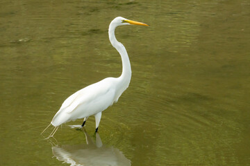 Wall Mural - Great Egret wades in shallow waters of the tidal marsh and mud banks along the eastern Atlantic seaboard and ocean beach coast.