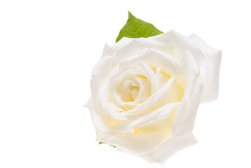 Poster - white rose flower isolated