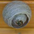 Eine Wespe kommt aus ihrem Nest