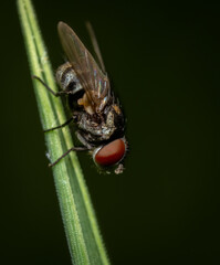 Fly on Grass Stem