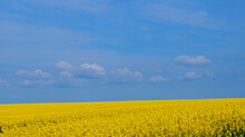 Rape Field With Bright Yellow Flowers Under Blue Sky And White Clouds On A Spring Sunny Day