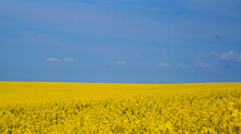 Rape Field With Bright Yellow Flowers Under Blue Sky And White Clouds On A Spring Sunny Day