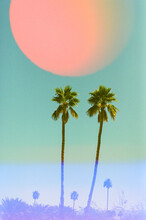 Pink Moon And Palm Trees 