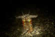 © ADDICTIVE STOCK - Bobbit worm sitting on sea bottom