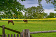 Pferdekoppel, Pferde auf der Weide, Pferdekoppel im Frühjahr mit Rapsfeld, idyllisch, Frühlingsstimmung, zwei Pferde auf der Koppel, rustikaler Zaun, ländliche Idylle