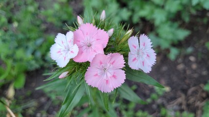 Blooming pink flowers, illuminated with sunlight in green summer garden. Close up selective focus photo of flowers.