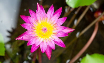Wall Mural - Pink lotus blooming with green leaf and water background in the morning.