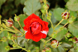 Fototapeta  - Róża