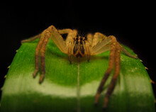 Cupiennius Salei, Commonly Called The Tiger Wandering Spider