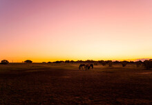 Landscape With Horses At Sunset. 