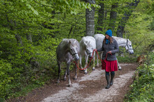Horsewoman Walking 3 Horses At Once