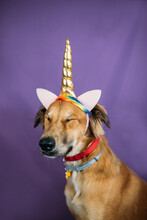 Mixed Breed Dog With Unicorn Horn And Ears.