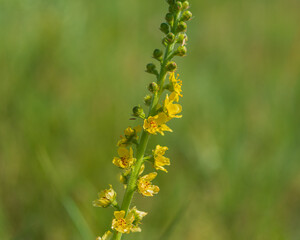 Wall Mural - plant blooming with yellow flowers on a blurred green background, close-up.