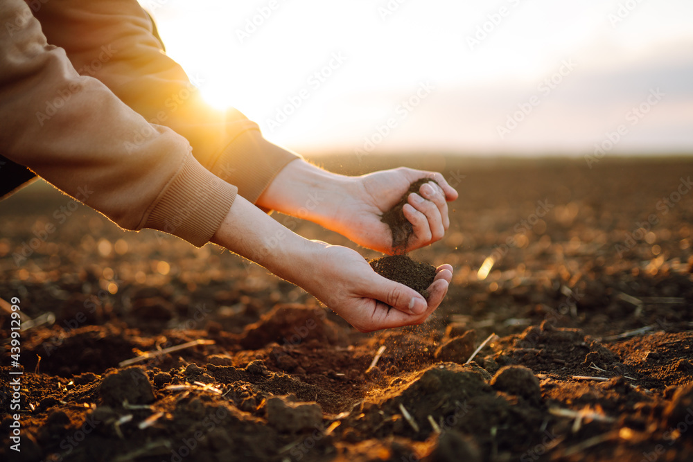 Farmer holding soil in hands close-up. Male hands touching soil on the field. Farmer is checking soil quality before sowing wheat. Agriculture, gardening or ecology concept - obrazy, fototapety, plakaty 