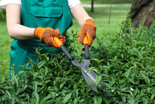 Worker Cutting Bush With Hedge Shears Outdoors, Closeup. Gardening Tool