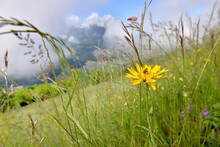 Alpine Yellow Wild Flower Blooming In Meadow