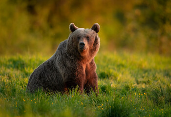 Wall Mural - Wild brown bear ( Ursus arctos )