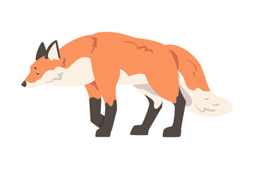 Sticker - Red Stalking Fox, Wild Predator Forest Mammal Animal Cartoon Vector Illustration