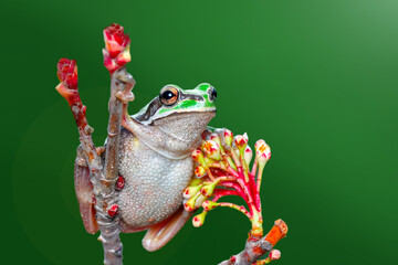 Beautiful Europaean Tree frog Hyla arborea 