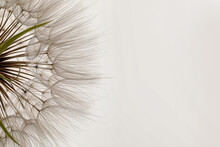 Beautiful Fluffy Dandelion Flower On White Background, Closeup
