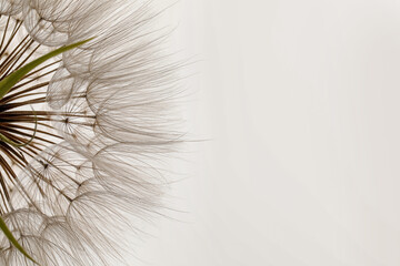 Beautiful fluffy dandelion flower on white background, closeup