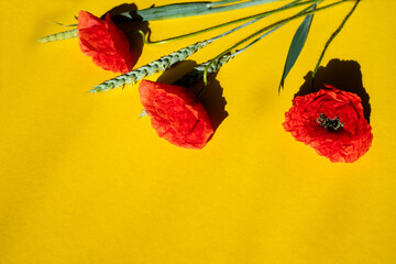 red poppies on a yellow background