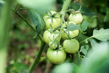 Green Tomatoes. Agriculture Concept, Tomato Plants In Greenhouse Green Tomatoes Plantation. Organic Farming, Young Tomato Plants Growth In Greenhouse, Closeup Group Of Green Tomatoes Growing