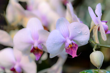 Wall Mural - purple orchid flowers on dark background