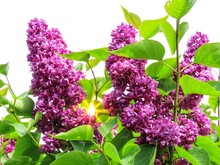 Deep Purple French Lilac - Hybrid With Double Flowers. Sun Flare Through Leaves, White Background