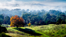 Mesmerizing View Of Autumn Trees In Yarra Valley On A Foggy Morning In Victoria, Australia