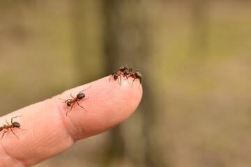 several ants run over the man's finger in search of salvation.