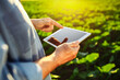 © Konstantin Zibert - Close up shot of the farmer's hands using tablet on the sunset at the green young sunflower field. A man sends the growth progress data to the server for the analysis. Smart farming concept.