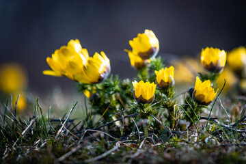 Wall Mural - Adonis Vernalis