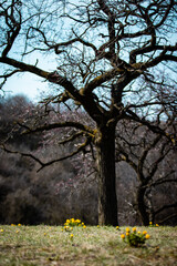 Wall Mural - Adonis Vernalis