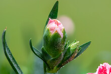 Close Up Of A Dianthus Flower Bud